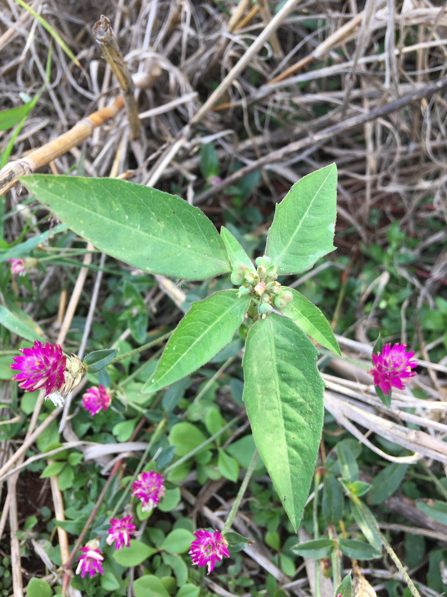 Euphorbia heterophylla