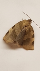 Choristoneura hebenstreitella