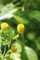 Trifolium aureum
