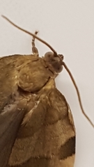 Choristoneura hebenstreitella