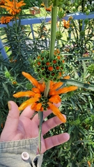 Leonotis