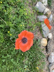 Papaver × pseudo-orientale