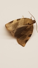 Choristoneura hebenstreitella