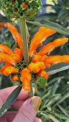 Leonotis