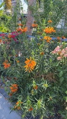 Leonotis