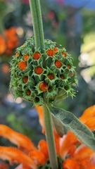 Leonotis