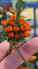 Leonotis