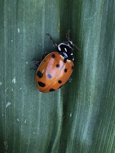 Convergent Lady Beetle