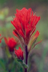 Castilleja hispida acuta
