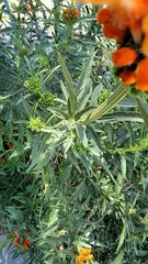 Leonotis