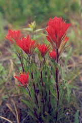 Castilleja hispida acuta