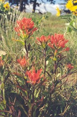 Castilleja hispida acuta