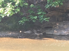 Nycticorax nycticorax