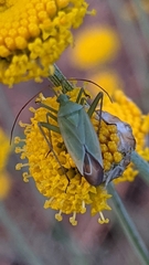 Thiomiris sulphureus
