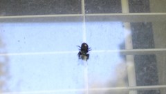 Phidippus audax