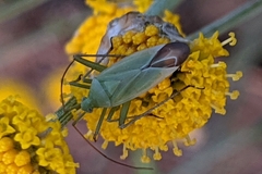 Thiomiris sulphureus
