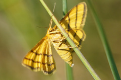 Idaea aureolaria