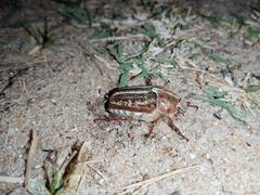 Anoxia australis
