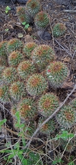 Mammillaria karwinskiana karwinskiana