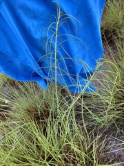 Asclepias engelmanniana