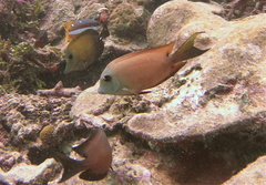 Ctenochaetus binotatus