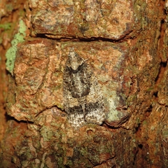 Polylopha epidesma