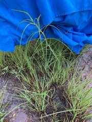Asclepias engelmanniana