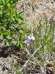 Magnoliopsida