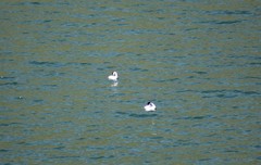 Aechmophorus clarkii