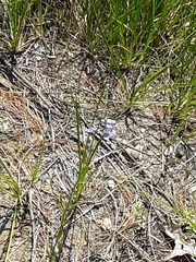 Magnoliopsida