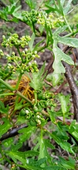Cissus tiliacea
