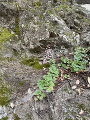 Heuchera caespitosa