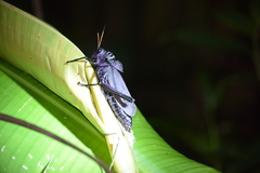 Taeniopoda reticulata image