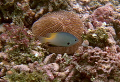 Pomacentrus nigromanus