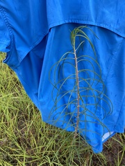 Asclepias engelmanniana