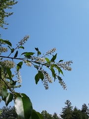 Prunus