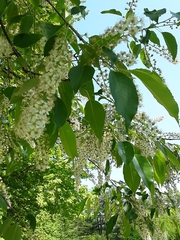 Prunus