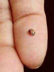 Mulsantina hudsonica