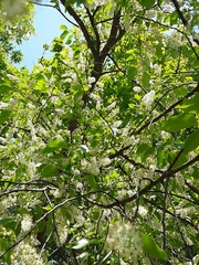 Prunus