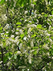 Prunus