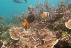 Neoglyphidodon nigroris