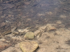 Pantosteus clarkii