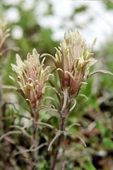 Castilleja pilosa longispica
