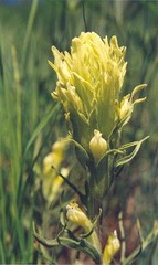 Castilleja pilosa longispica