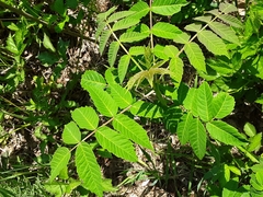 Rhus