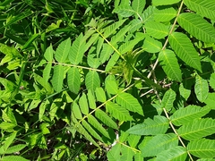 Rhus