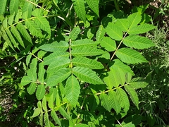 Rhus