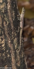 Anolis roquet salinei