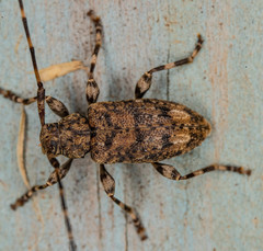 Astyleiopus variegatus