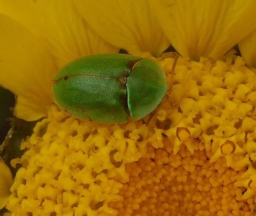 Cassida inquinata